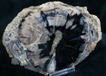 Blue Forest Petrified Wood Slice - x #7634-2
